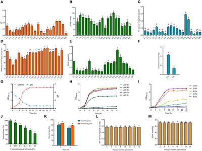 Isolation, identification, and characterization of corn-derived antioxidant peptides from corn fermented milk by Limosilactobacillus fermentum